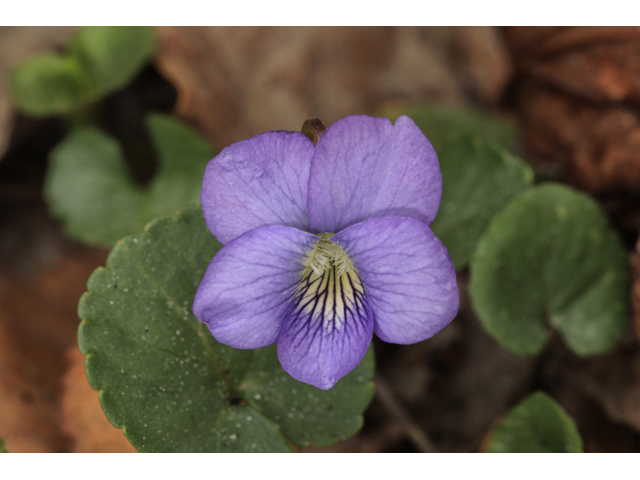 Viola sororia (Missouri violet) #50152