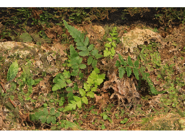 Thelypteris pilosa var. alabamensis (Alabama maiden fern) #50156