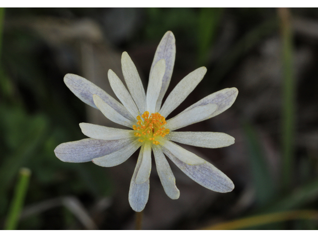 Anemone caroliniana (Carolina anemone) #50157