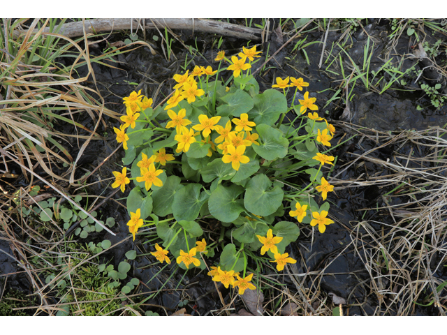 Caltha palustris (Yellow marsh marigold) #50158