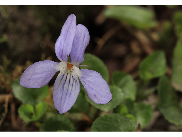 Viola appalachiensis (Appalachian violet) #50159