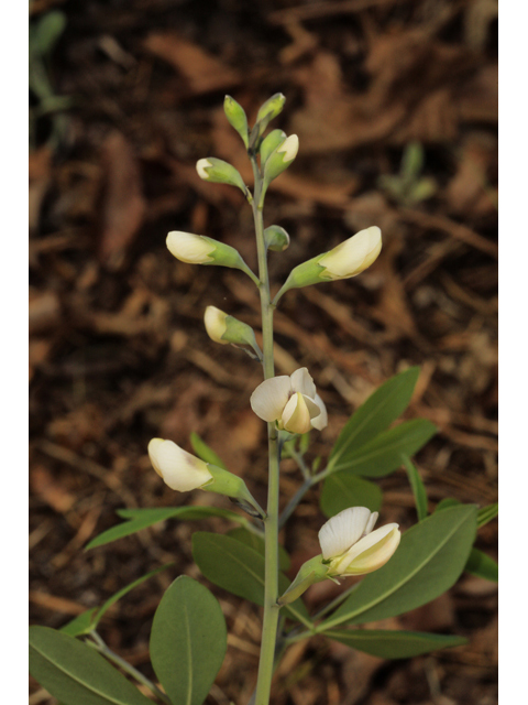 Baptisia albescens (Spiked wild indigo) #50161