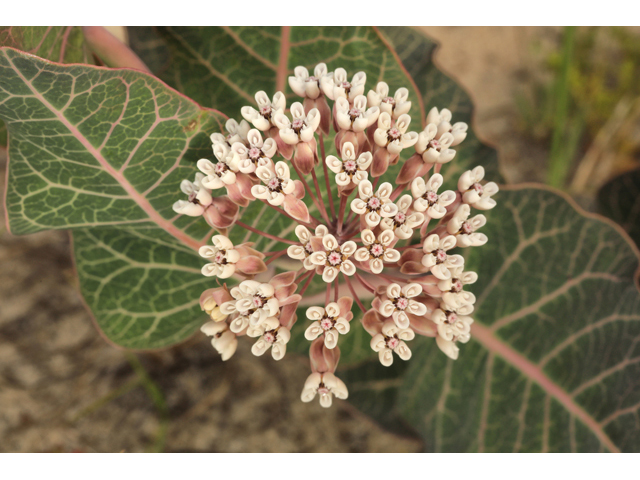 Asclepias humistrata (Pinewoods milkweed) #50163