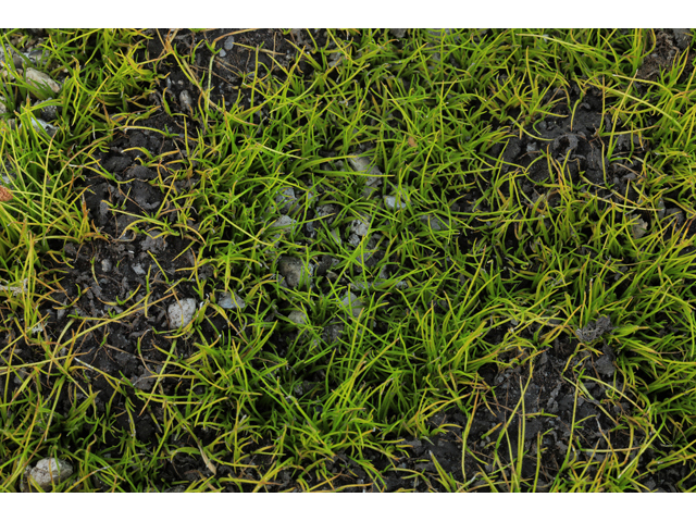 Isoetes tegetiformans (Merlin's-grass) #50164