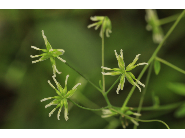 Thalictrum cooleyi (Cooley's meadow-rue) #50165