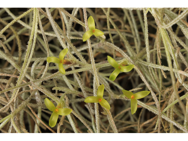Tillandsia usneoides (Spanish moss) #50179