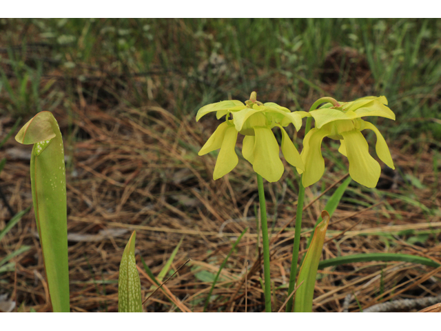 Sarracenia minor (Hooded pitcherplant) #50183