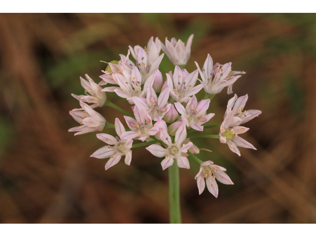 Allium canadense var. mobilense (Meadow garlic) #50184