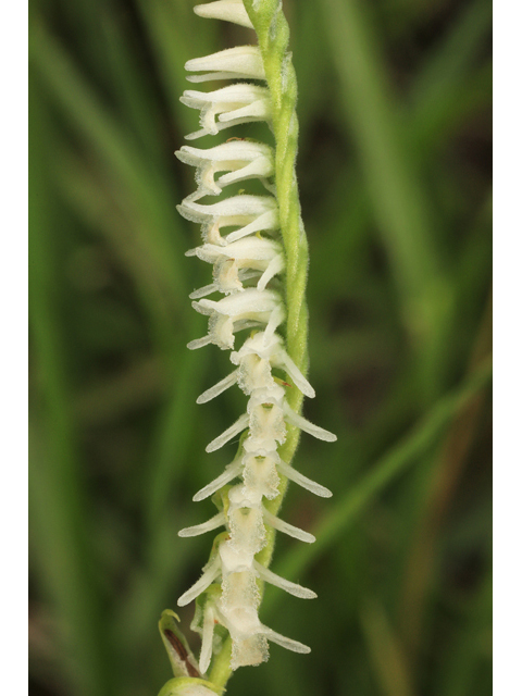 Spiranthes vernalis (Spring ladies'-tresses) #50186