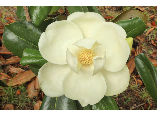 Magnolia grandiflora (Southern magnolia) #50187