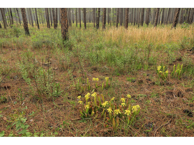 Sarracenia minor (Hooded pitcherplant) #50189