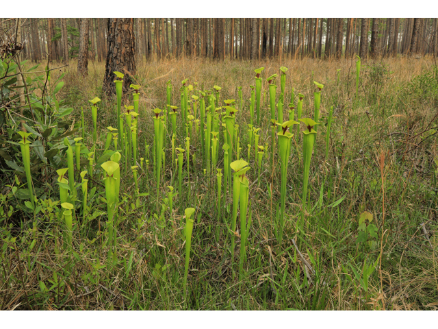 Sarracenia flava (Yellow pitcherplant) #50190