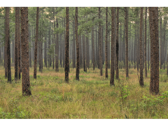 Pinus palustris (Longleaf pine) #50191