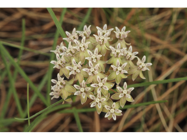 Asclepias michauxii (Michaux's milkweed) #50192