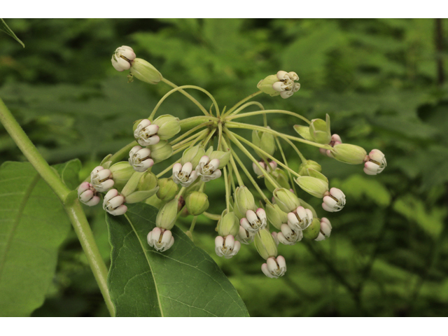 Asclepias exaltata (Poke milkweed) #50196