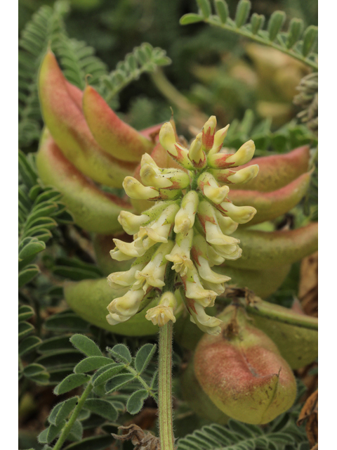 Astragalus nuttallii (Nuttall's milkvetch) #50200