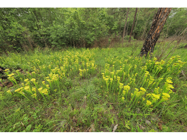 Sarracenia flava (Yellow pitcherplant) #50202