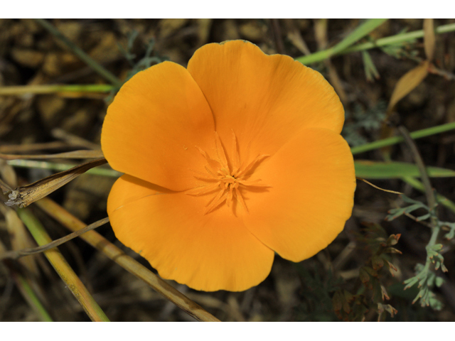 Eschscholzia californica (California poppy) #50207