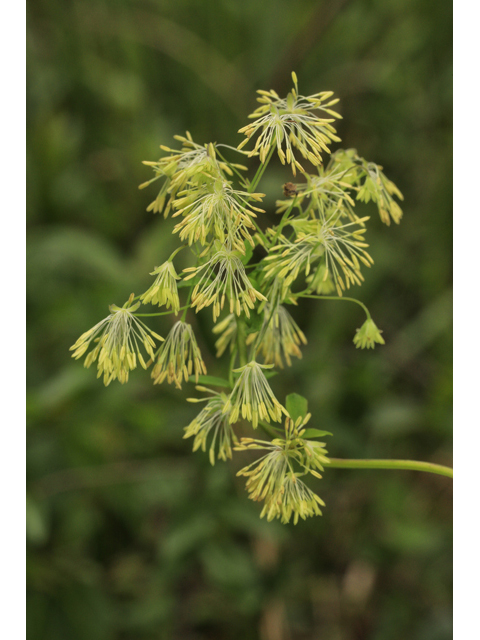 Thalictrum cooleyi (Cooley's meadow-rue) #50220