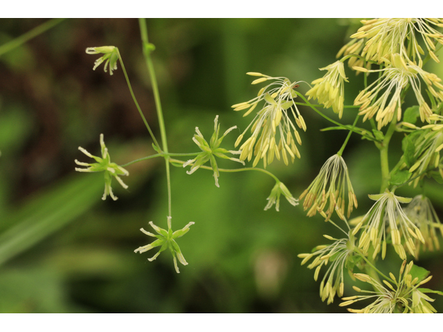 Thalictrum cooleyi (Cooley's meadow-rue) #50221