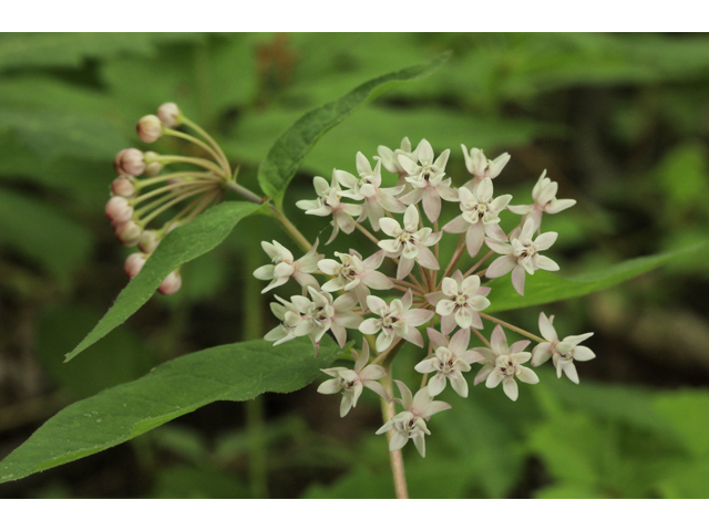 Asclepias quadrifolia (Fourleaf milkweed) #50233