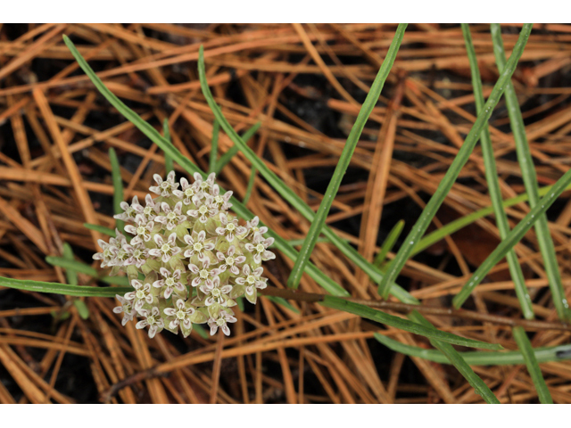 Asclepias michauxii (Michaux's milkweed) #50238