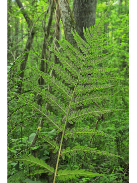 Dryopteris celsa (Log fern) #50241