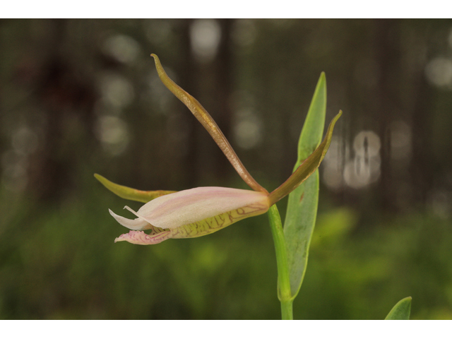Cleistes divaricata (Rosebud orchid) #50248