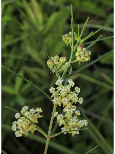 Asclepias verticillata (Whorled milkweed) #50257