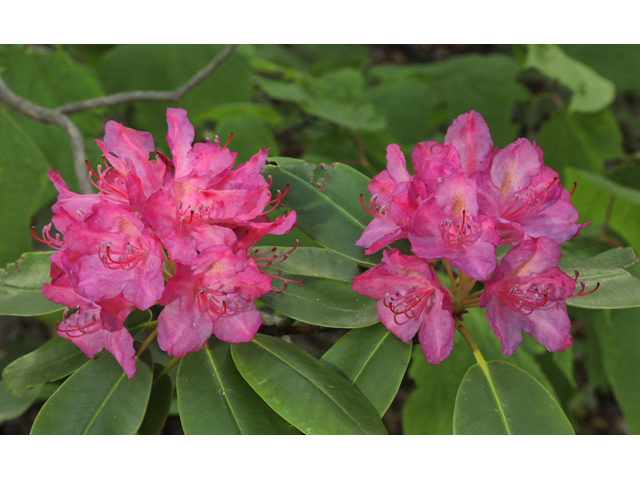 Rhododendron catawbiense (Catawba rosebay) #50262