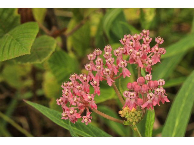 Asclepias incarnata ssp. incarnata (Swamp milkweed) #50292