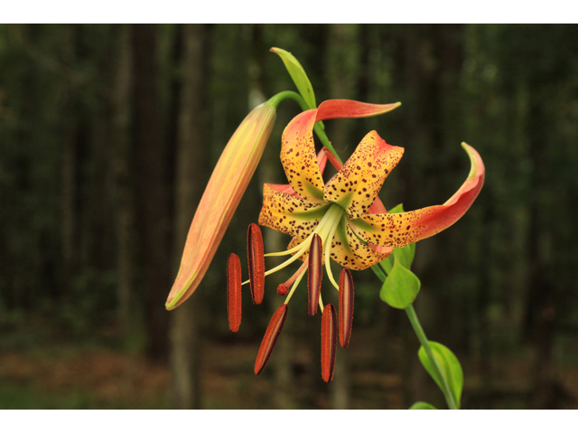 Lilium pyrophilum (Sandhills lily) #50300