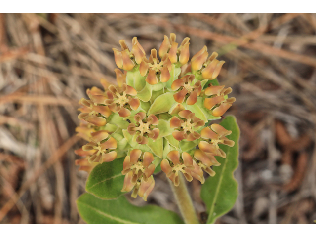 Asclepias obovata (Pineland milkweed) #50302