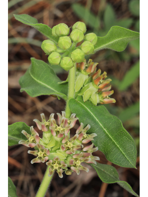 Asclepias obovata (Pineland milkweed) #50303