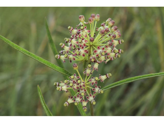 Asclepias longifolia (Longleaf milkweed) #50304