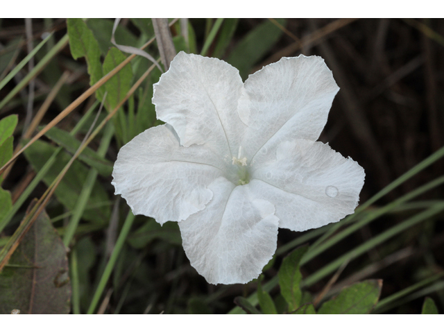 Ruellia noctiflora (Nightflowering wild petunia) #50307