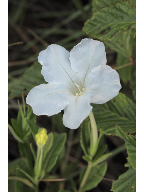 Ruellia noctiflora (Nightflowering wild petunia) #50322