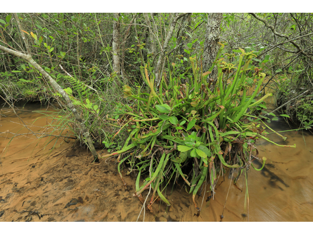 Sarracenia rubra (Sweet pitcherplant) #50328