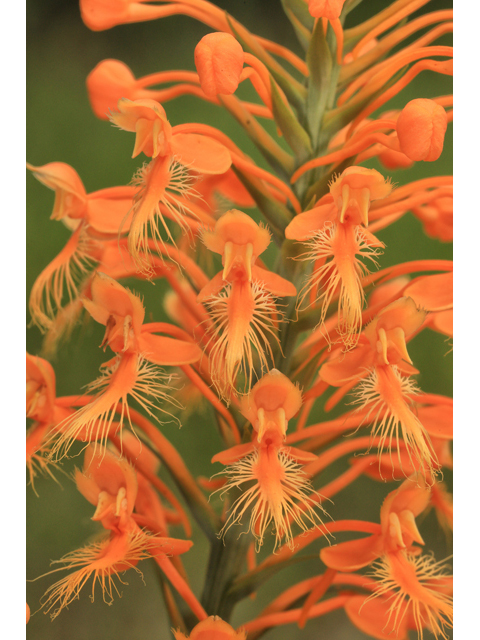 Platanthera ciliaris (Orange fringed orchid) #50335