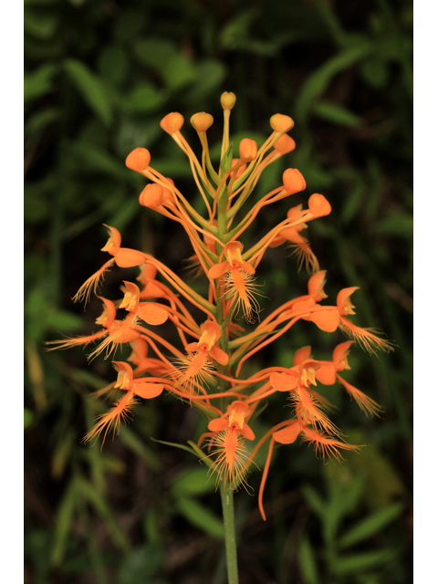 Platanthera ciliaris (Orange fringed orchid) #50336