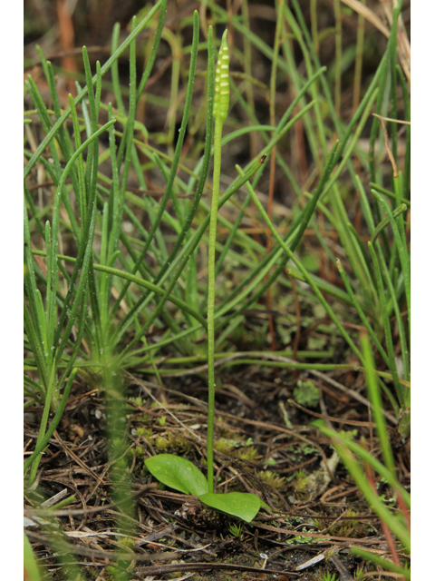 Ophioglossum nudicaule (Least adder's-tongue) #50351