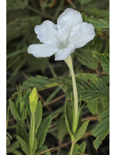 Ruellia noctiflora (Nightflowering wild petunia) #50352