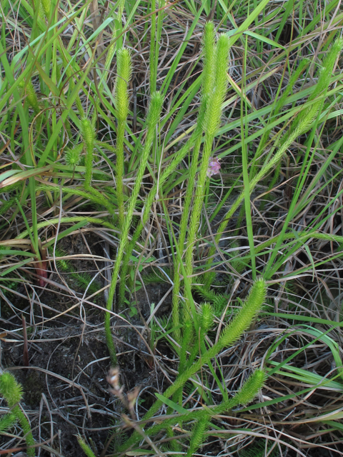 Lycopodiella prostrata (Feather-stem clubmoss) #50372
