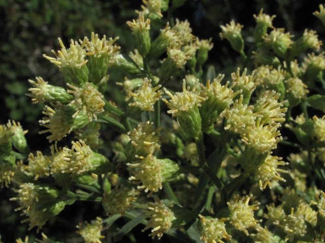 Baccharis halimifolia (Groundseltree) #50374