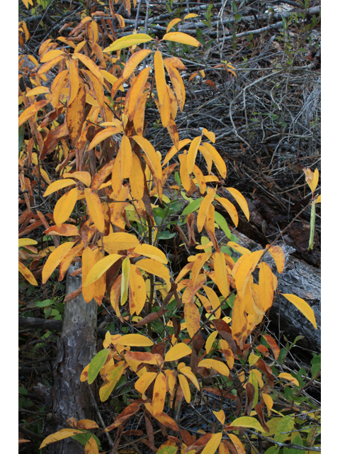 Lindera melissifolia (Southern spicebush) #50381