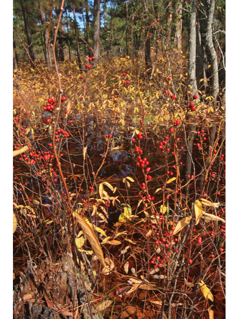Lindera melissifolia (Southern spicebush) #50391