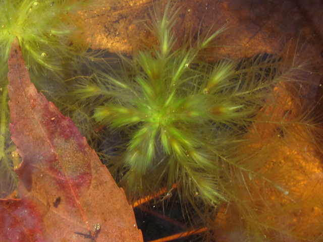 Myriophyllum laxum (Loose watermilfoil) #50393