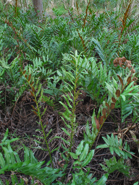 Acrostichum danaeifolium (Giant leather fern) #50411