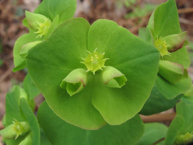 Euphorbia commutata (Wood spurge) #50426