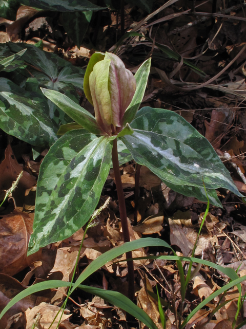 Trillium decipiens (Chattahoochee river wakerobin) #50436